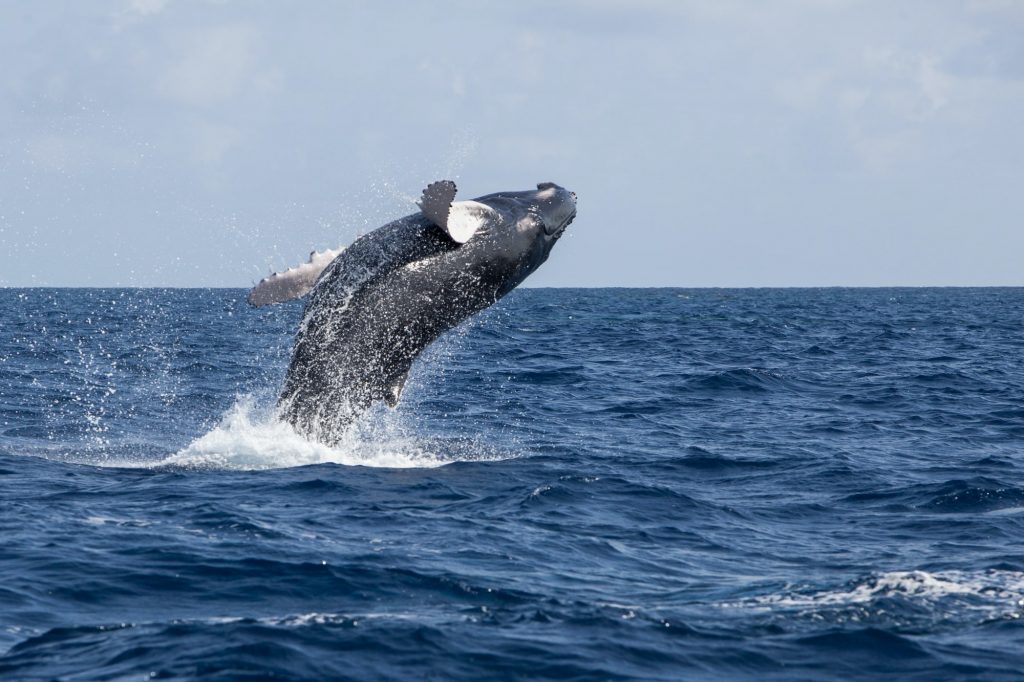 A whale breaches the ocean's surface, creating a splash.